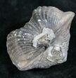 Platystrophia Brachiopod Fossil From Kentucky #6612-1